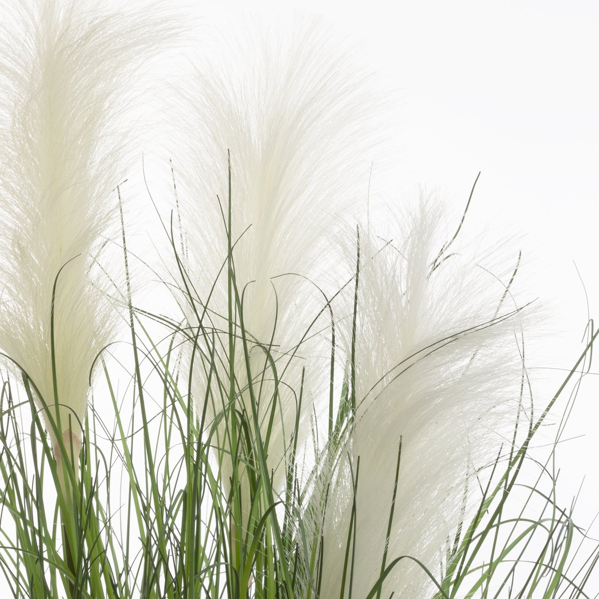 siergras met pluimen - plant - groen/Wit in zwarte pot - 70cm Hoog